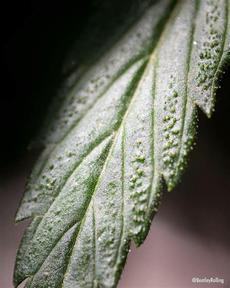Santa Cruz's Enchanted Herb: An Insider's Guide to its Magic